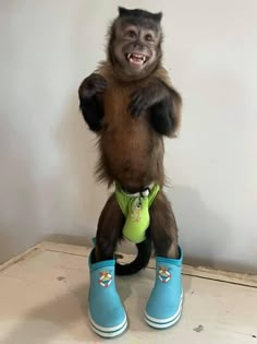 a monkey with blue shoes on it's feet is standing up and holding something in its mouth