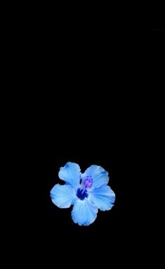 a blue flower is in the dark on a black background with no one around it