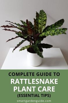 the complete guide to rattlesnake plant care essential tips