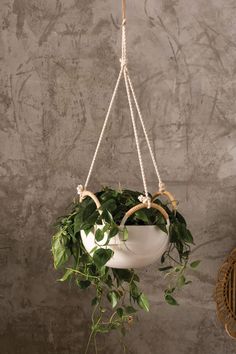 a potted plant hanging from a rope