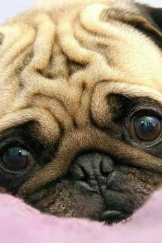 a small pug dog laying on top of a pink bedding with its eyes wide open