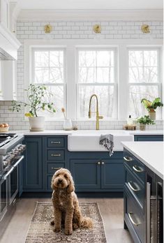 a dog sitting in the middle of a kitchen with blue cabinets and white counter tops