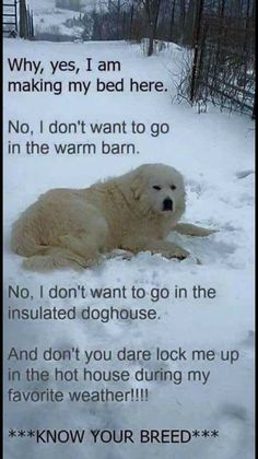 a white dog laying in the snow next to a sign that says, why, yes, i am making my bed here no, i don't want to go in the warm barn