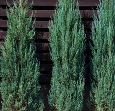 some very pretty green plants in front of a wooden wall with slats on it