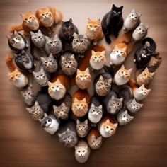 there are many cats in the shape of a heart