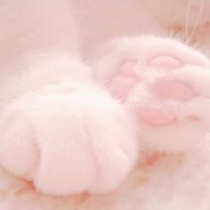 a close up of a cat's paw with it's claws curled in the air