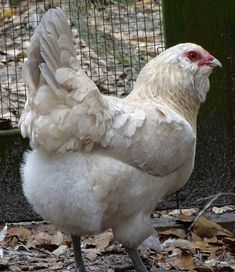 a large white chicken standing on top of leaves