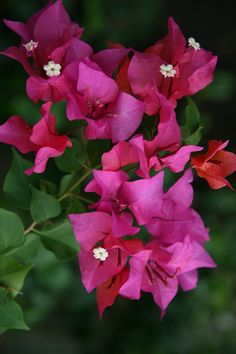 pink and red flowers with green leaves in the background