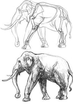 an elephant is shown in three different positions