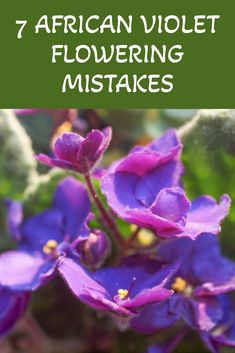 purple flowers with green leaves in the background and text that reads 7 african violet flowering mistakes