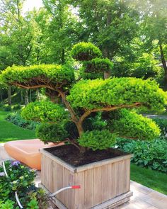 Create Zen in Your Backyard With the Best Shrubs & Trees for a Japanese Garden Cloud Tree, Flowering Succulents, Japanese Maple Tree, Plants For Hanging Baskets, Best Plants, Fast Growing Trees