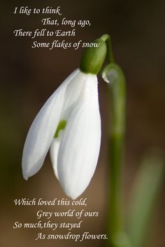 a white flower with the words i like to think, long ago there fell to earth some flakes of snow