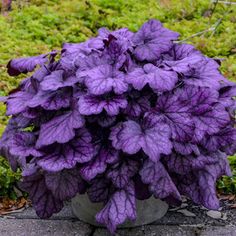 a purple plant is growing out of a rock