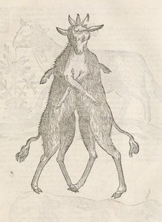 two horned animals standing next to each other