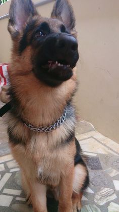 a german shepherd dog sitting on the floor with his collar around its neck and tongue hanging out