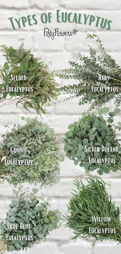 White brick background with text that says "Types of Eucalyptus" with the FIftyFlowers logo. There is seeded eucalyptus, baby eucalyptus, gunnii eucalyptus, silver dollar eucalyptus, true blue eucalyptus, and willow eucalyptus.