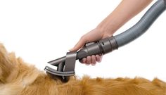 a dog is being groomed with a hair dryer