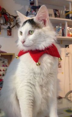 a white cat with a red collar and bells around it's neck sitting on a table