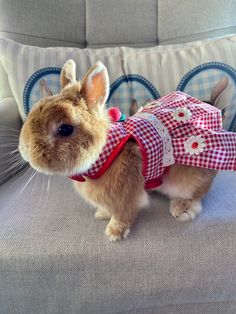 a small rabbit wearing a red and white checkered shirt on top of a couch