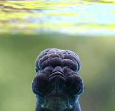 an animal that is looking up at the camera in the water with its mouth open