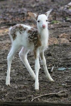 a baby deer standing on top of a dirt field