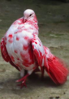 a red and white bird with spots on it's feathers sitting on the ground