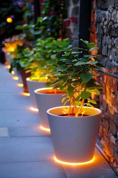 several potted plants are lit up in front of a brick wall with lights on them