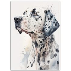 a watercolor painting of a dalmatian dog