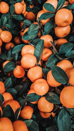 many oranges with green leaves on them are ready to be picked from the tree