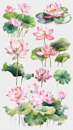 pink water lilies and green leaves on a white background