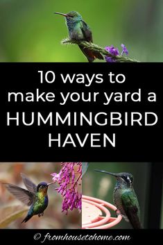 two hummingbirds sitting on top of a bird feeder with the words 10 ways to make your yard a hummingbird haven