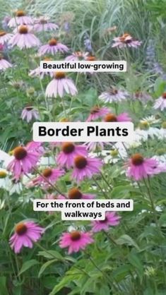 the words border plants for the front of beds and walkways are in white letters