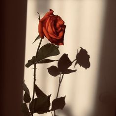 the shadow of a rose on a wall