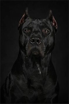 a black and white photo of a dog in front of a dark background with the words,