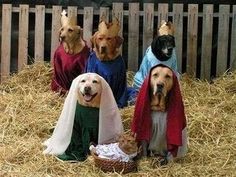 four dogs dressed up as jesus and mary in the hay with one dog wearing a blanket