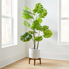 a plant in a white pot on a wooden stand