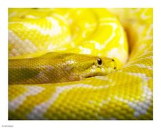 a large yellow snake is curled up