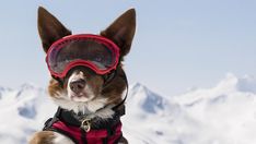 a dog wearing goggles and standing in the snow