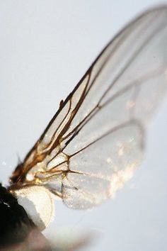 a close up view of a fly insect's wings