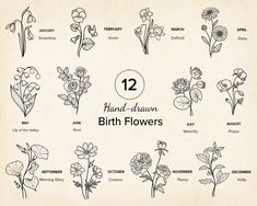 twelve hand drawn birth flowers for the 12 month old baby