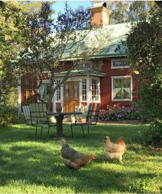 two chickens are standing in the grass near chairs and a red house with a green roof