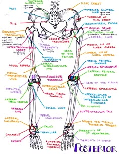 a diagram of the human body with all its major bones and muscles labeled in it