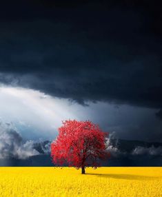 a lone tree stands in the middle of a yellow field under a stormy, dark sky