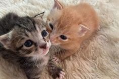 two small kittens are laying on a fluffy white blanket together and one is looking at the camera