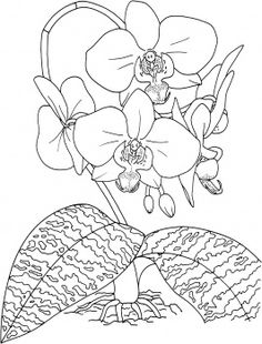 an orchid plant with leaves and flowers coloring page