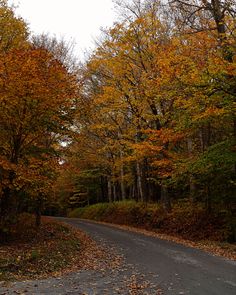 an empty road surrounded by trees in the fall