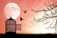 a bird in a cage with a full moon behind it and the words you have escaped the eggs