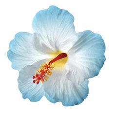 a blue and white flower with yellow stamen