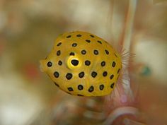 a yellow and black spotted fish in an aquarium looking at it's camera lens