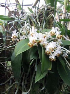 a bunch of white flowers hanging from a wire fence